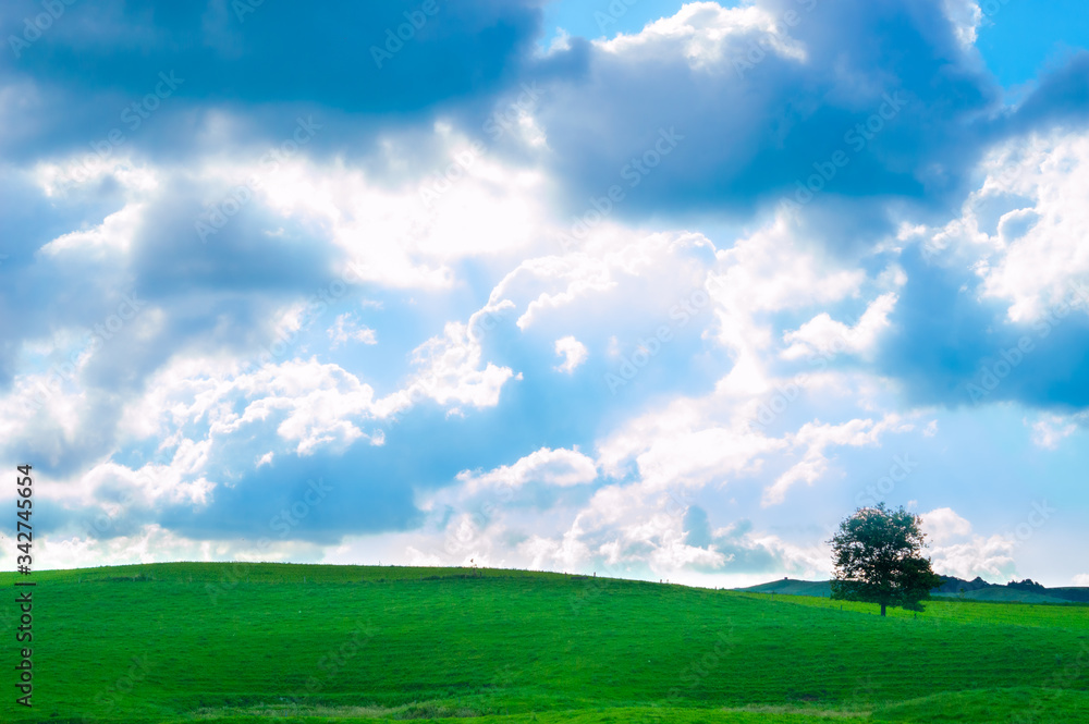 Meadow landscape with a tree under cloudy sky Meadow landscape with a tree under cloudy sky