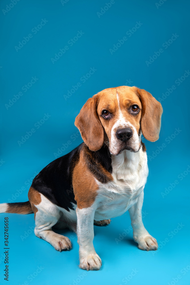 Portrait of a beagle looking at the camera on a blue background