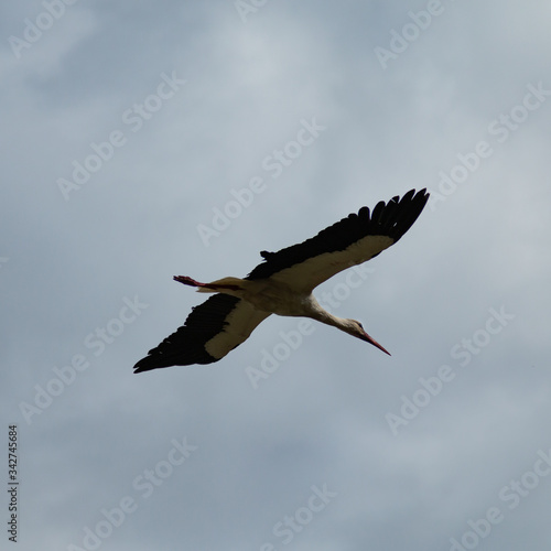 Stork silhouette in flight from below. Stork in flight