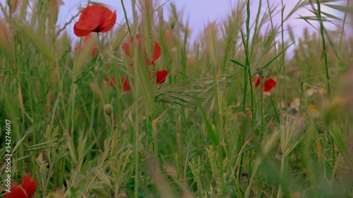 amapolas campo trigo
