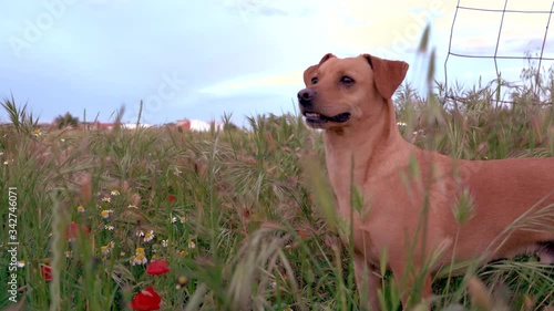 Perro campo mirando