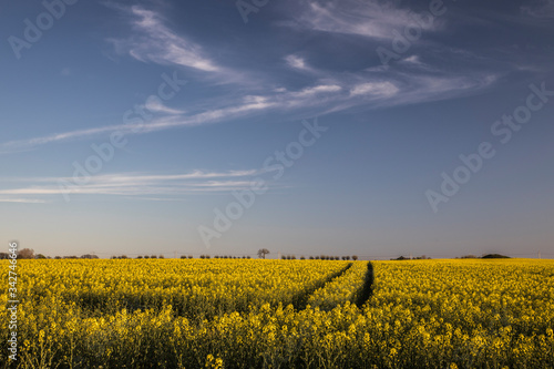 Scanian landscape (rapeseed field)