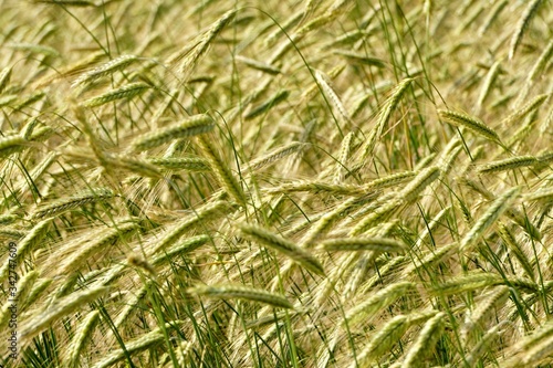 Rye field background.  Beautiful Cereal Background   
