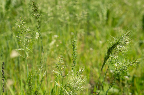 Beautiful blooming green grass ready to shed seeds