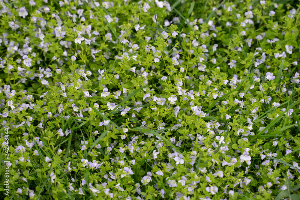 A lot of light blue flowers on a green glade texture A lot of light blue flowers on a green glade texture