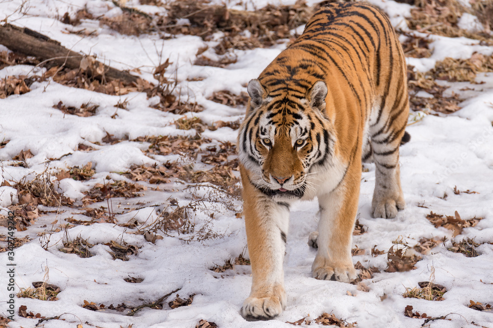 Obraz premium tiger in winter snow. Outdoor wildlife photo Horizontal 