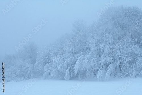 Winter woods in Feltre valley