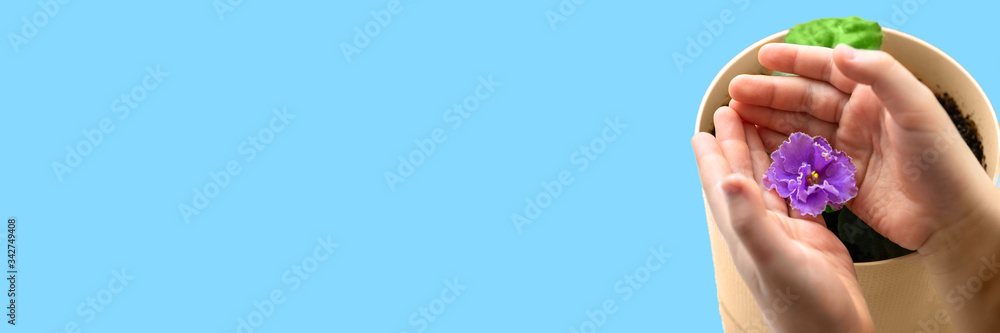 Fototapeta premium A blooming violet in a flower pot in a child's hands on the light blue background. Concept for associations that help people with dementia. Extra copy space.