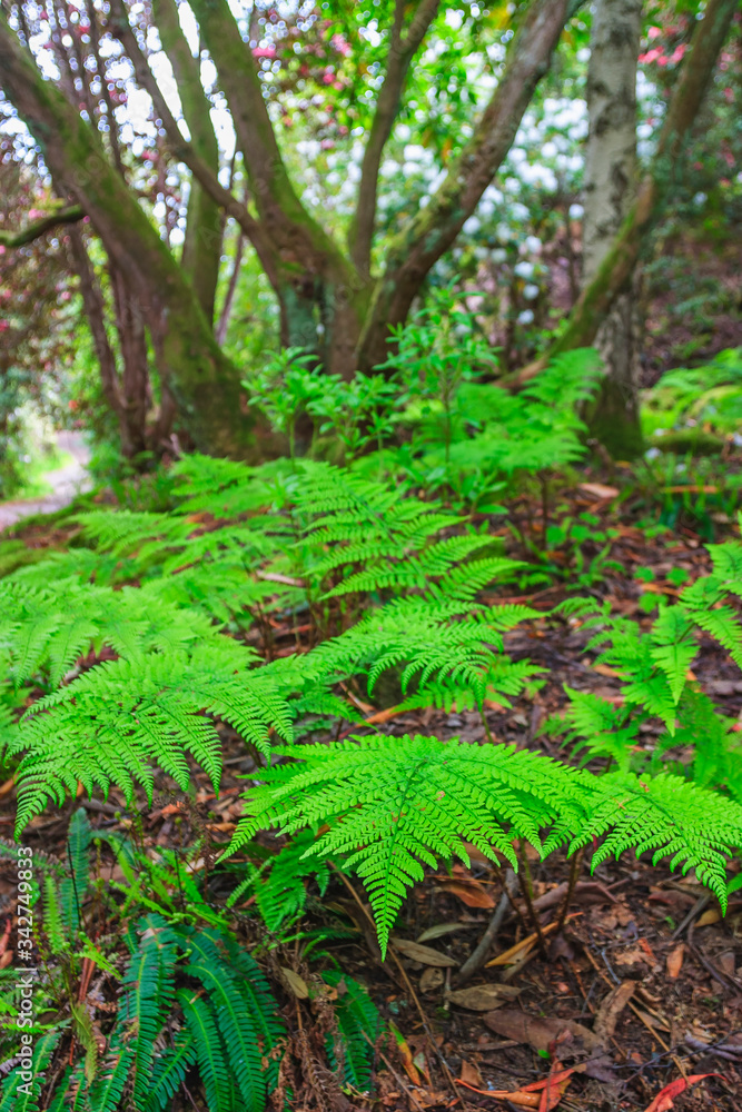 Green fern leaves in a forest Green fern leaves in a forest