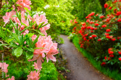Blooming rhododendron flowers in a beautiful garden