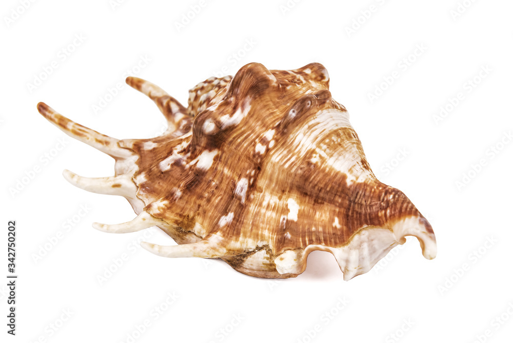 horned seashell on white horned seashell on white