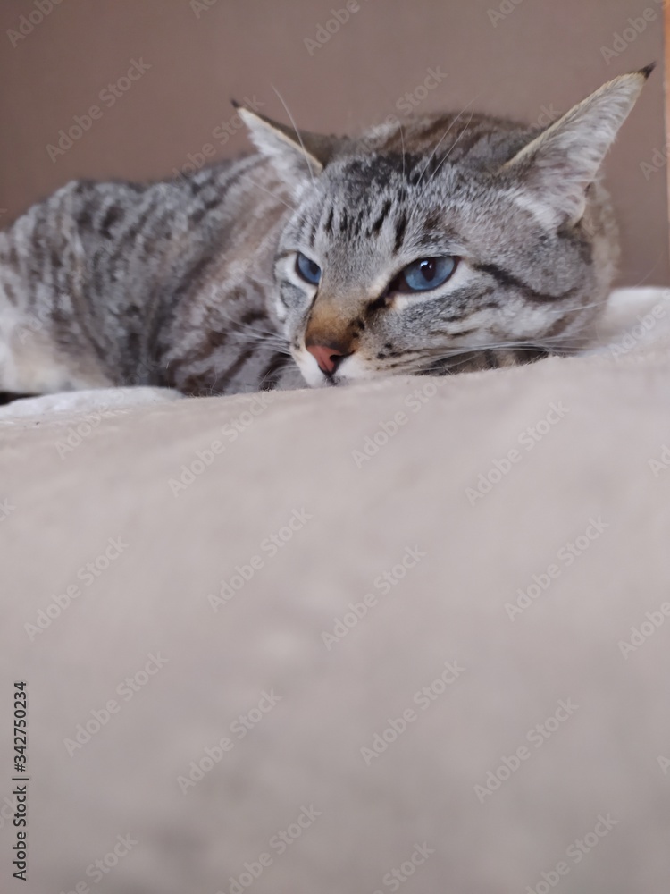 Gato relajado y tumbado en el sofá tranquilamente disfrutando de su hogar 