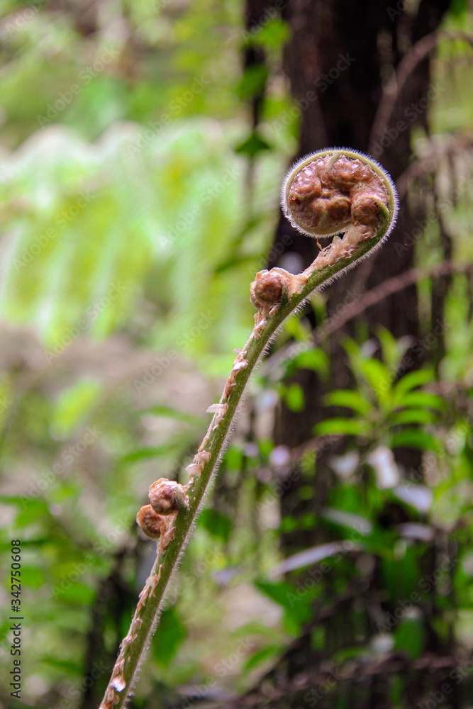 Tight little silver fern waiting to open in the rainforest Tight little silver fern waiting to open in the rainforest