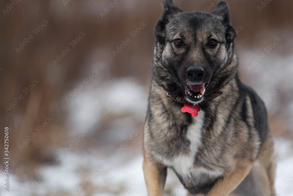 Mixed breed shepherd dog running in winter