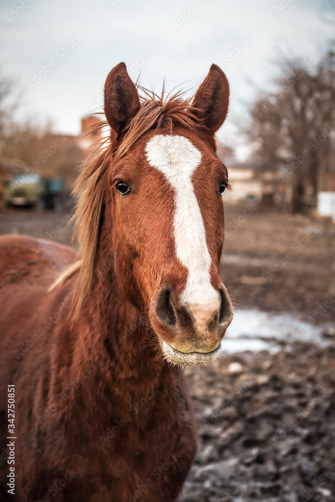 Obraz premium portrait of brown horse
