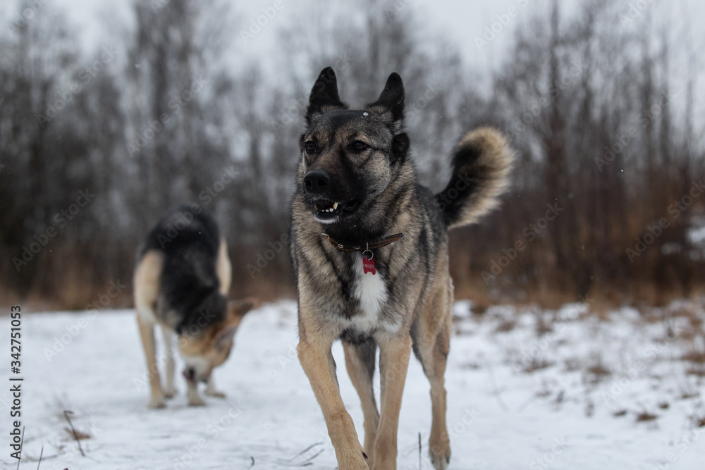 Mixed breed shepherd dog walking in winter field Mixed breed shepherd dog walking in winter field