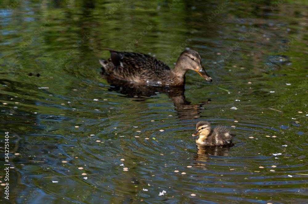 Mallard ducklings swimming on a lake in April sunshine Mallard ducklings swimming on a lake in April sunshine