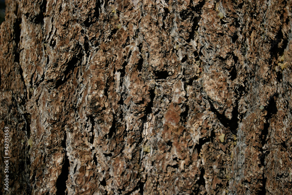 Bark texture Bark texture