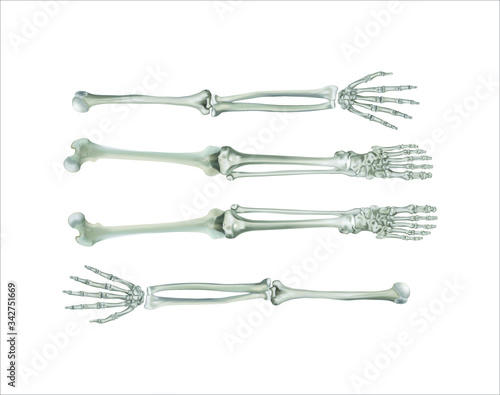 Anatomical vector image of human arms and legs, detailed skeleton