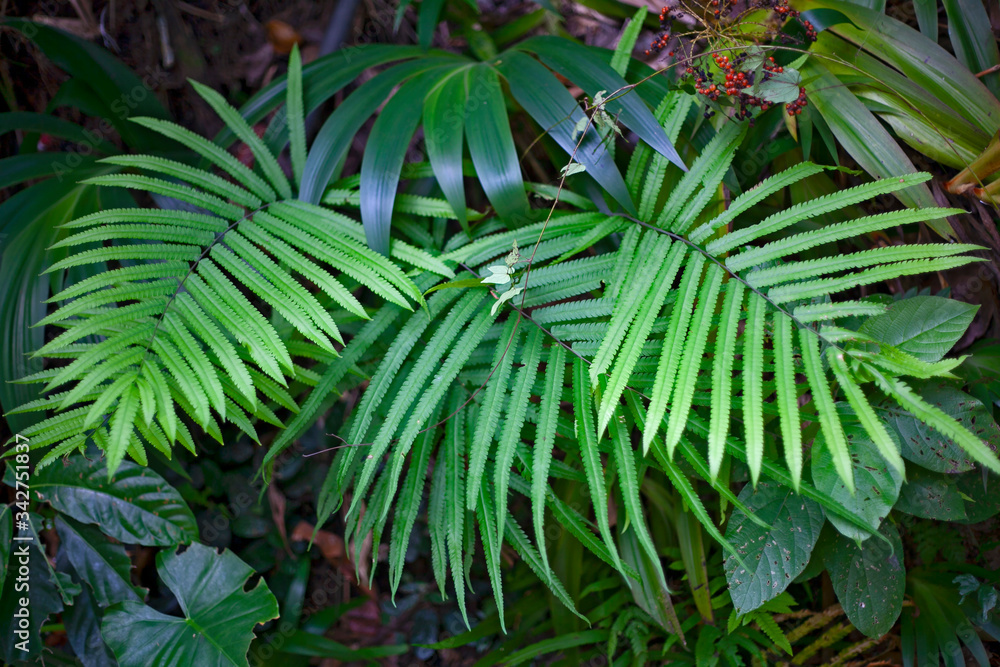 Fototapeta Green large leaves of plants in the jungle of Thailand on Koh Samui. Natural background.