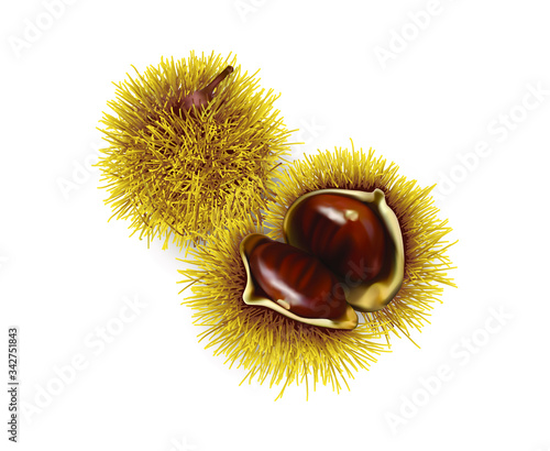 Two chestnuts one closed and open. Vector illustration realistic isolated.