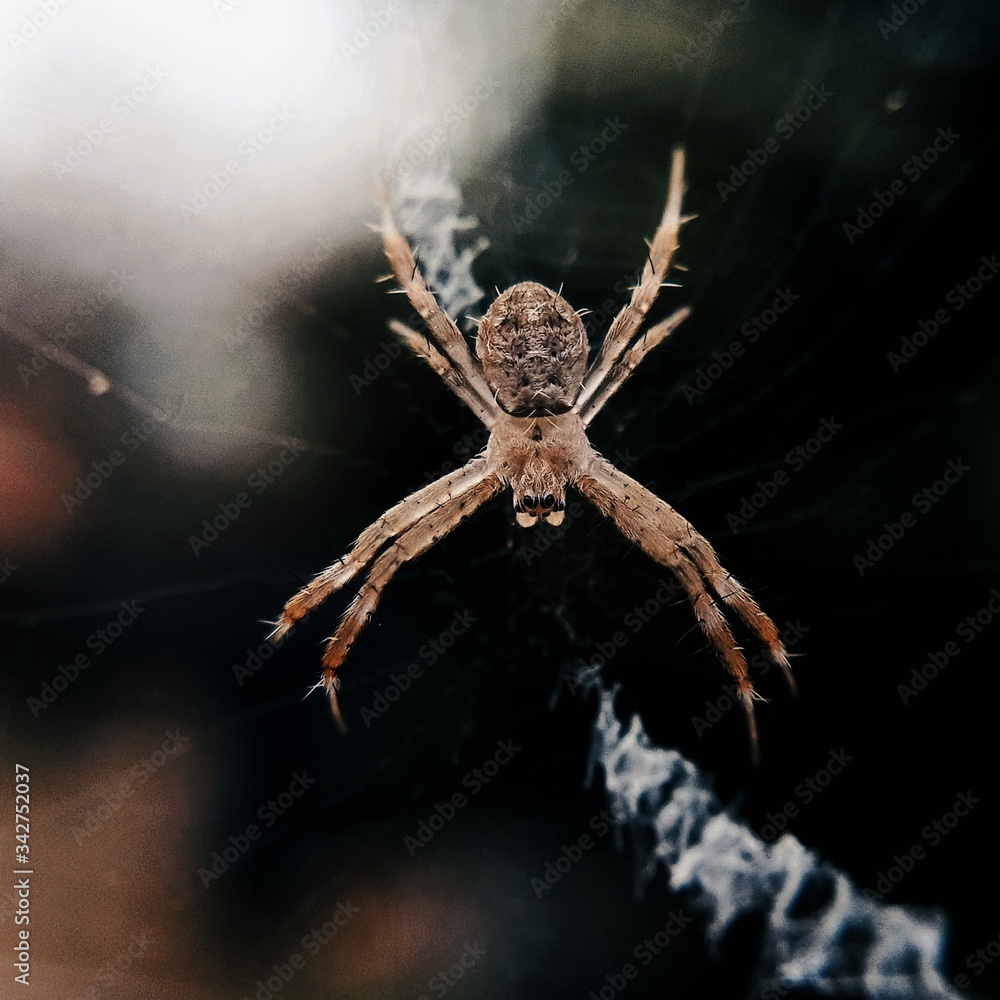 Close up view of a gardensafari spider on a web Close up view of a gardensafari spider on a web