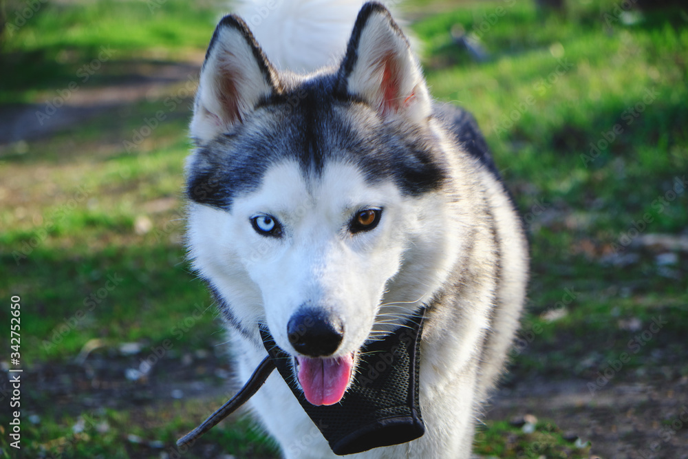 Beautiful muzzle of a running husky dog with different eyes, blue and brown.