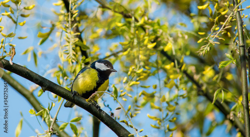 Tableau sur toile pretty chickadee perched on a branch of a laburnum