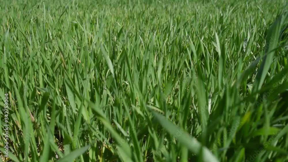 green grass in the morning green grass in the morning