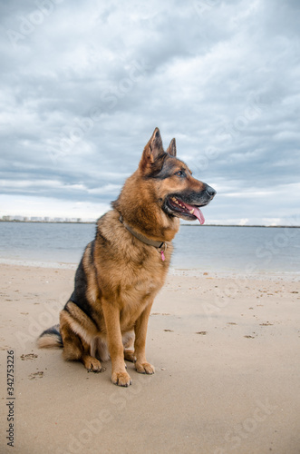 dog on the beach © Josema