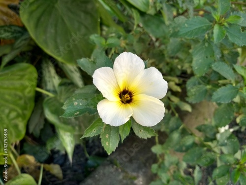 Flor Branca Turnera Subulata