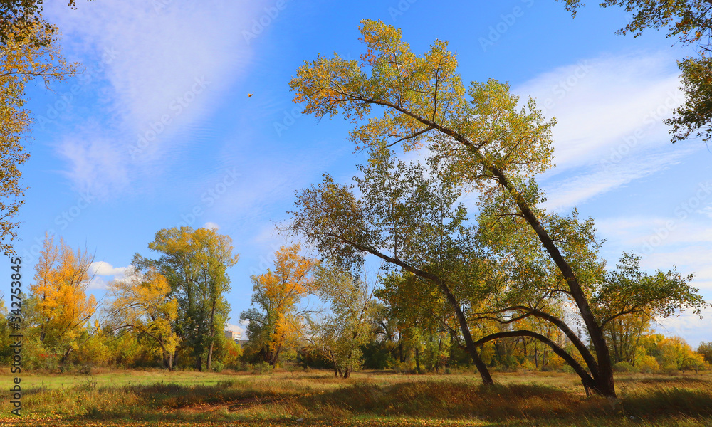 Fototapeta premium Autumn landscape in forest