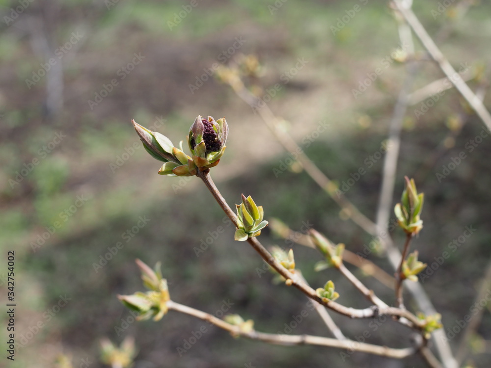 Neutral background of swollen lilac buds in a sunny day. One spring green first sprout. Neutral background of swollen lilac buds in a sunny day. One spring green first sprout.