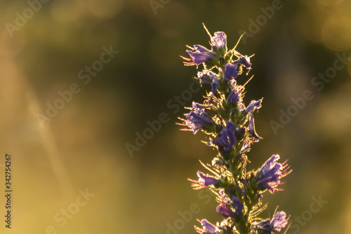 the grass glows at sunset in the rays of the sun