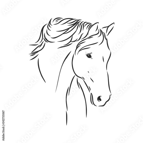 realistic horse portrait vector illustration, horse portrait, horse head, vector illustration
