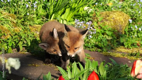 Cute baby fox cubs eating flowers and playing in a garden