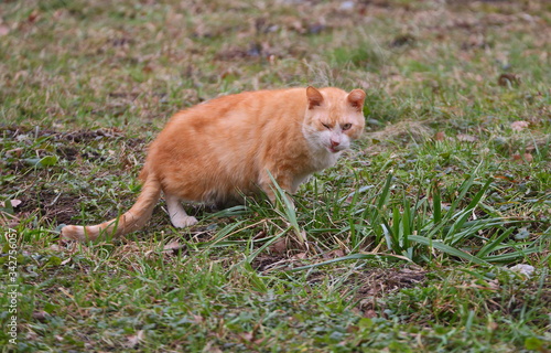 The red cat grimaced at the tasteless grass