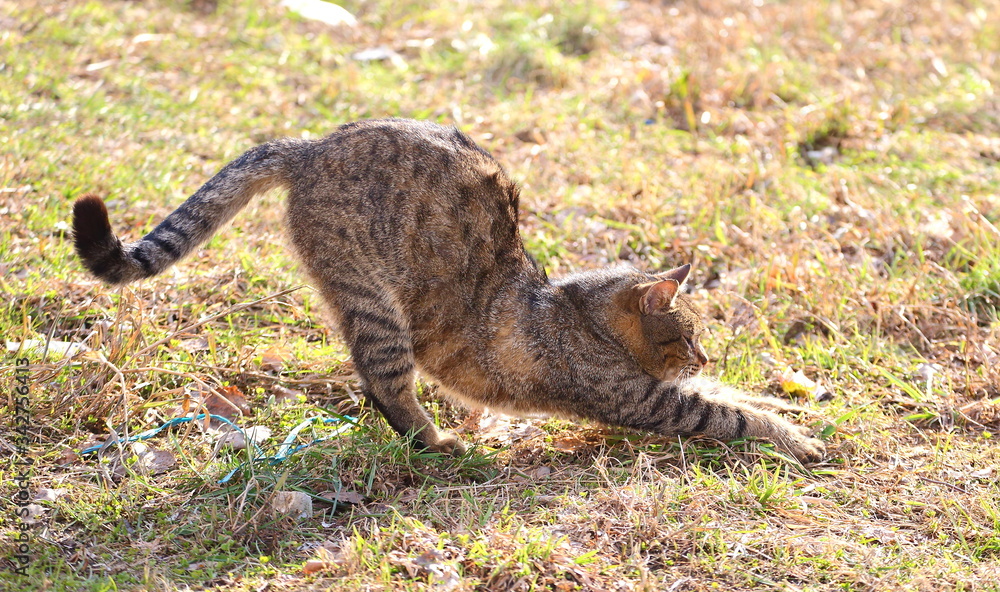 A grey tabby cat stretches in the dry grass