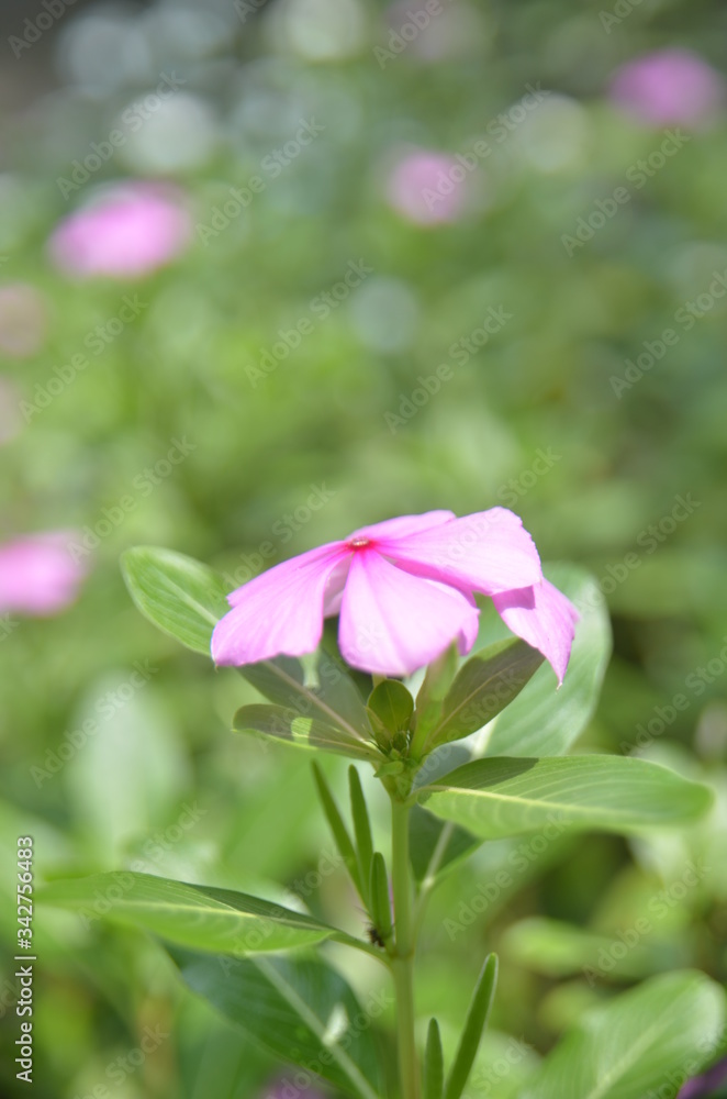 Fototapeta premium pink lily in the garden