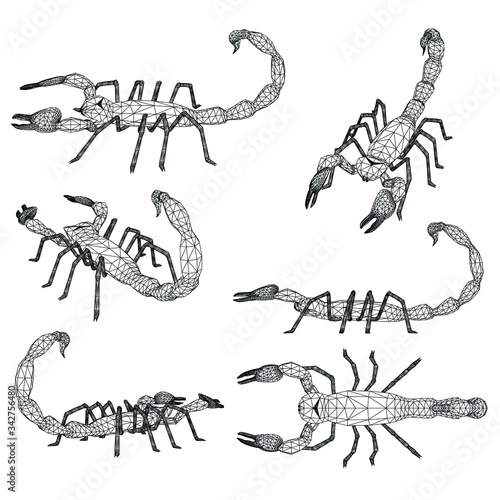 Vector illustration of a scorpion. Abstract linear insect.