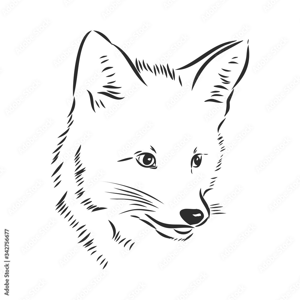Fox portrait. Hand drawn vector illustration. Can be used separately from your design. portrait of a Fox, Fox head vector sketch illustration Fox portrait. Hand drawn vector illustration. Can be used separately from your design. portrait of a Fox, Fox head vector sketch illustration