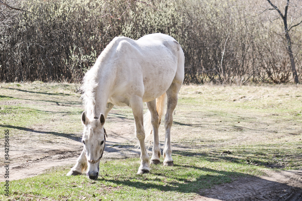 White old nag horse grazes in early spring at outdoor White old nag horse grazes in early spring at outdoor