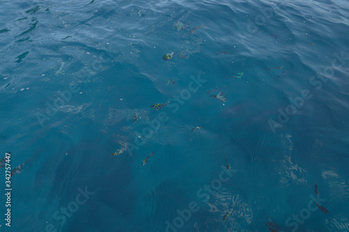 fish in the water - Koh Nang Yuan Thailand March 2020