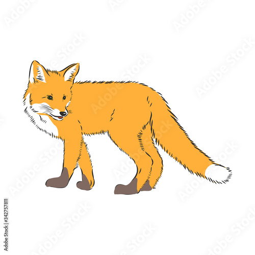 fox,vector image,side view picture isolated on white background,full length, wild red Fox vector illustration © Elala 9161