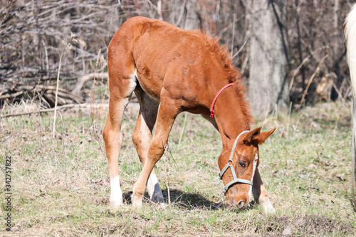 A two-week-old foal learns to graze outdoors in early spring. Cute pet