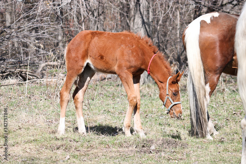 A two-week-old foal learns to graze outdoors in early spring. Cute pet © ss404045