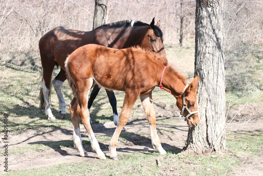 A two-week-old foal learns to graze outdoors in early spring. Cute pet A two-week-old foal learns to graze outdoors in early spring. Cute pet