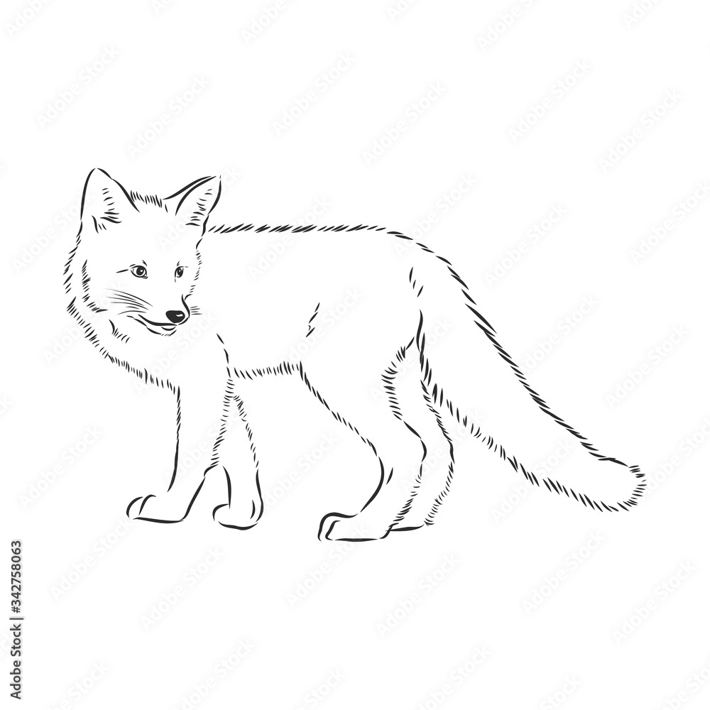 Hand drawn fox, vector illustration. See also other sets of animals. wild Fox vector illustration Hand drawn fox, vector illustration. See also other sets of animals. wild Fox vector illustration