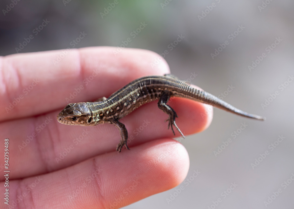 lizard in hand close-up in partial blur. lizard in hand close-up in partial blur.
