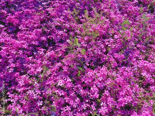 芝桜 愛媛県西条市禎瑞７